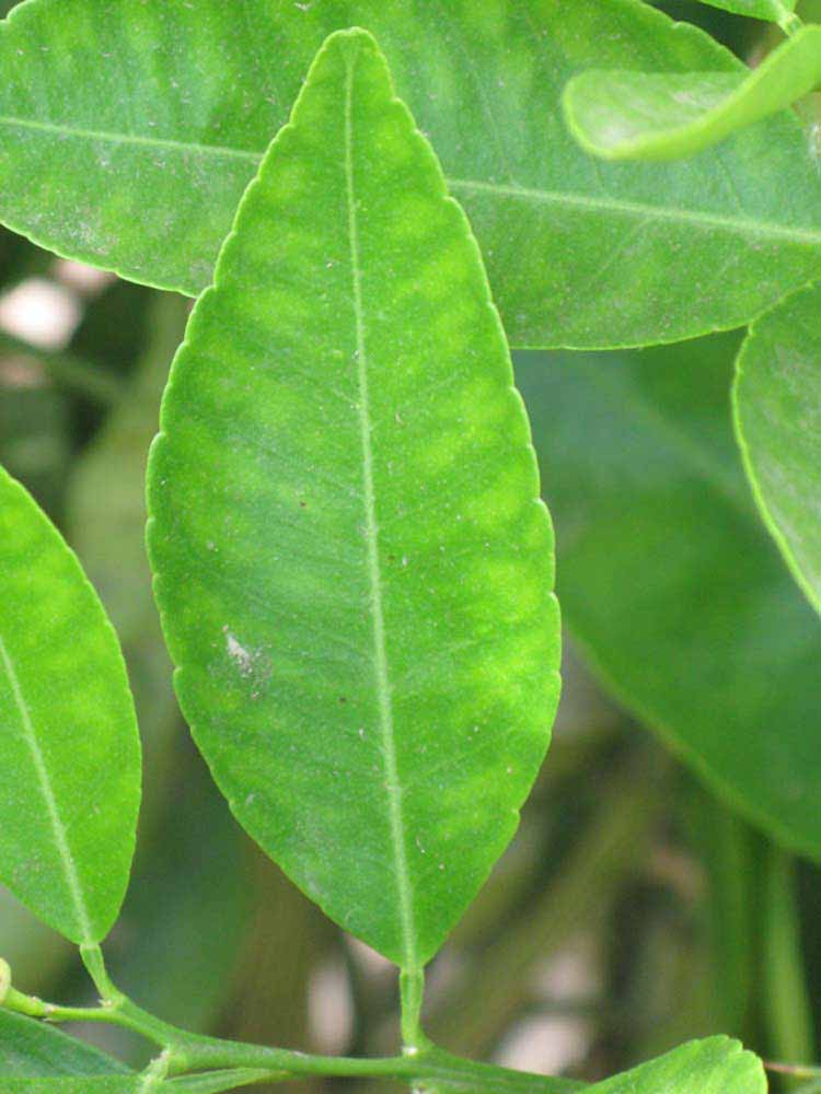              Unifoliolate leaf (Riverside, CA)       
